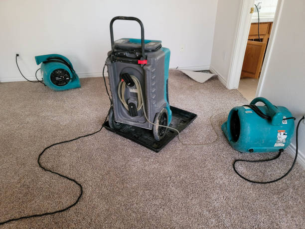 Best Mold removal after water damage  in Wenona, IL
