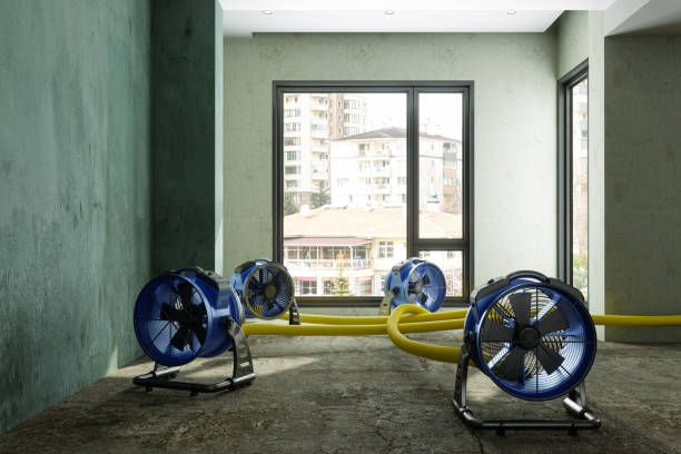 Best Water damage restoration specialists  in Wenona, IL